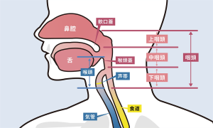 摂食嚥下障害に効く嚥下体操と自己チェック方法